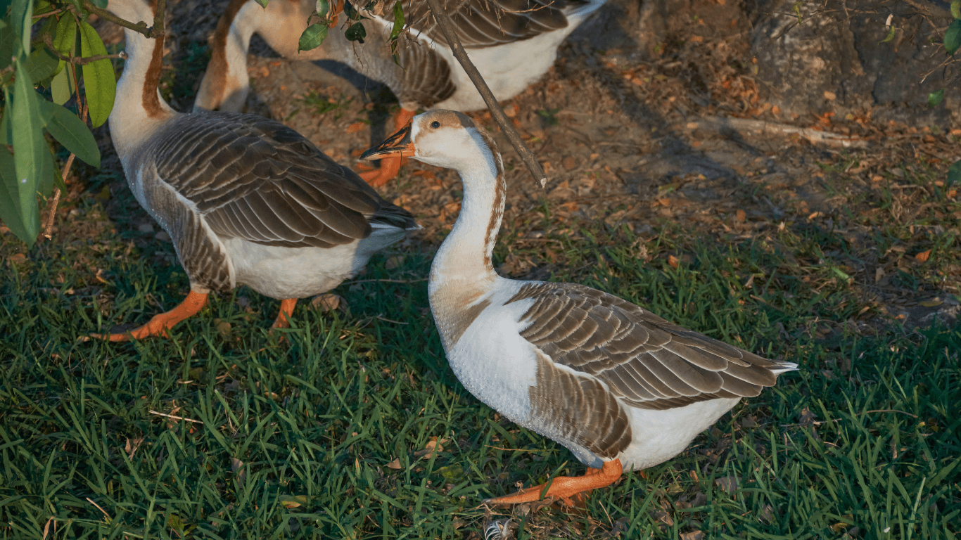 Agra Me Ghumne ki Jagah Sur Sarovar Bird Sanctuary