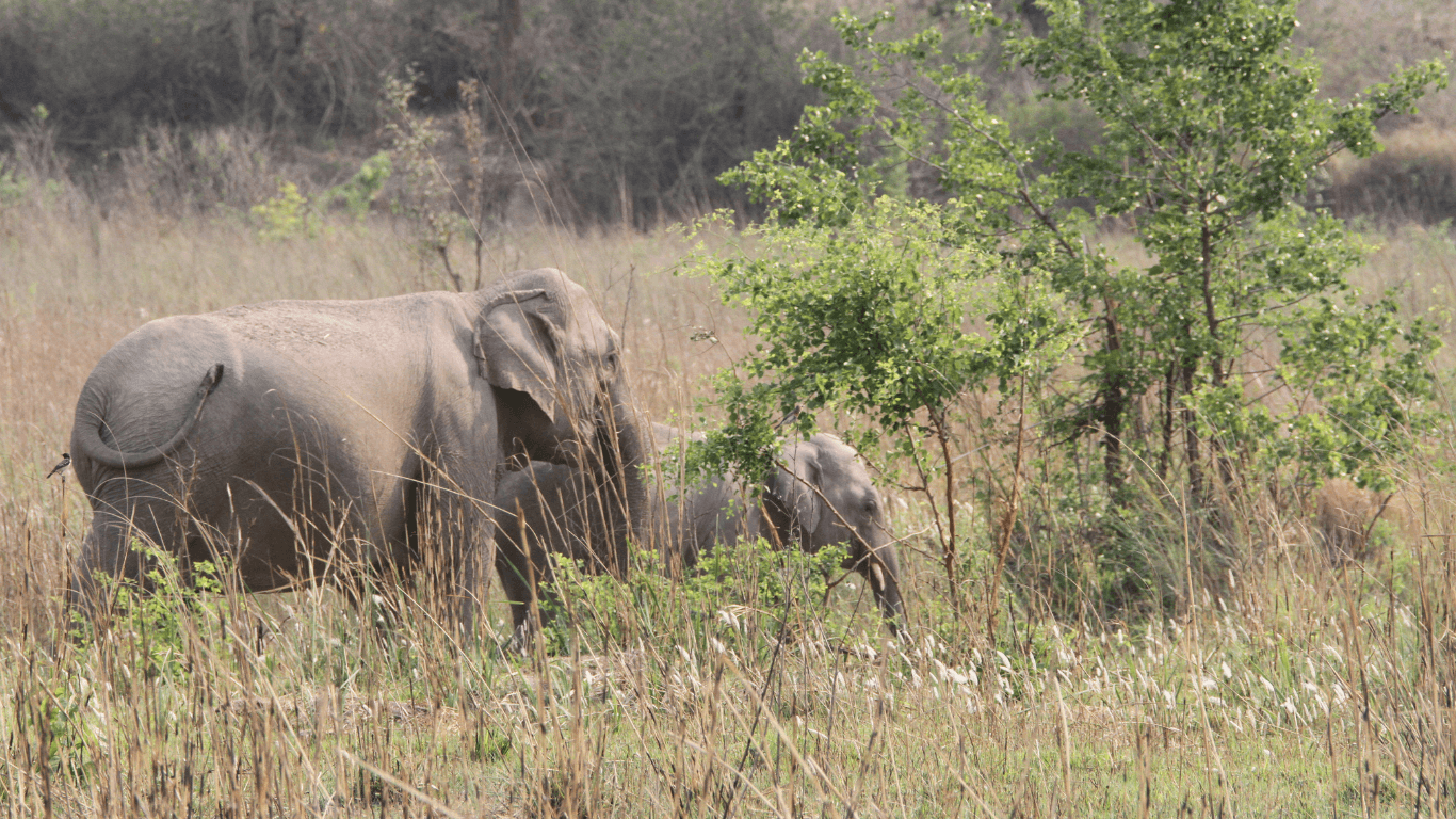 Rajaji National Park