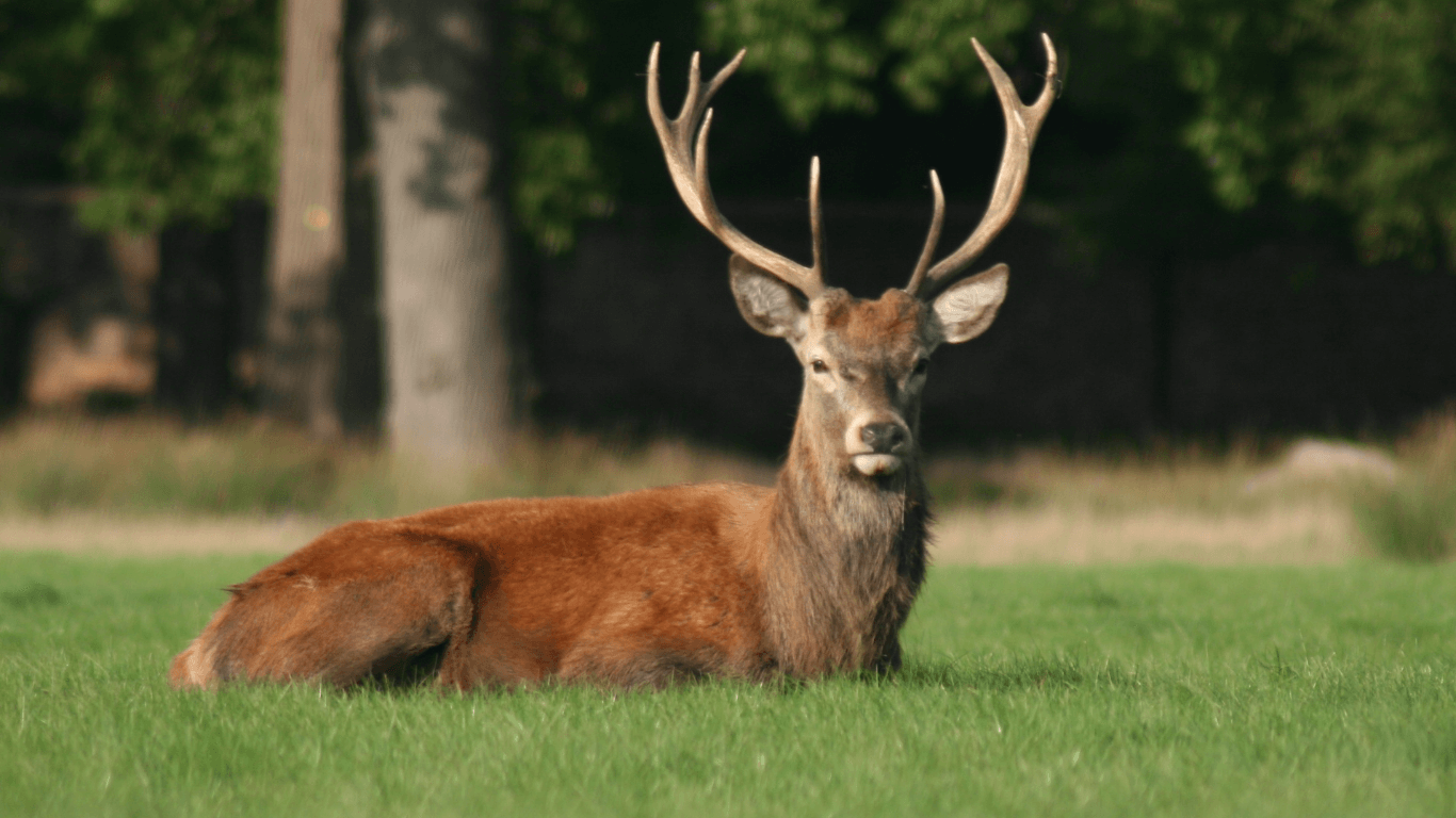Malsi Deer Park 