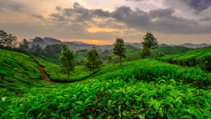 kochi to munnar