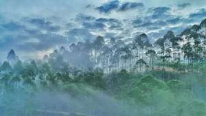 Poovar to munnar 