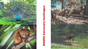 Wildlife Sanctuary hastinapur me ghumne ki jagah